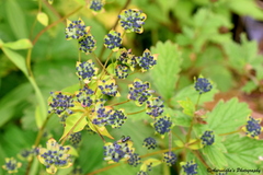 Bupleurum longicaule
