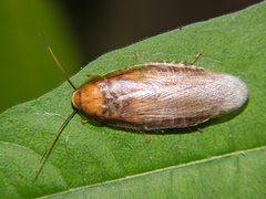 Panchlora cahita