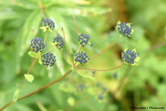 Bupleurum longicaule