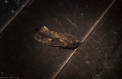 Cryptaspasma sordida