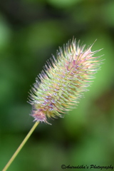 Phleum alpinum