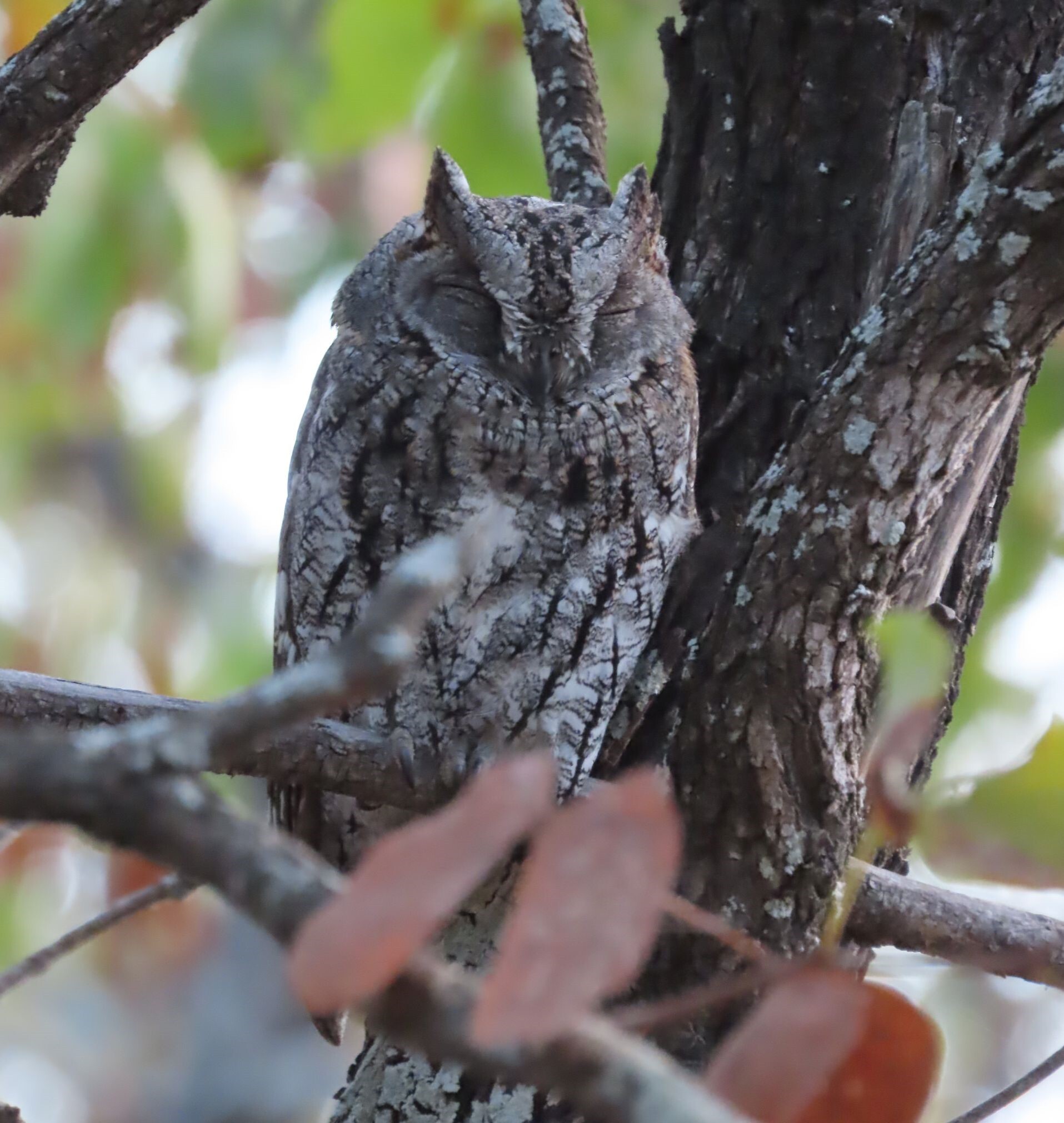 African Scops Owl (Otus senegalensis), photo 7