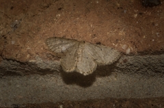 Idaea pilosata