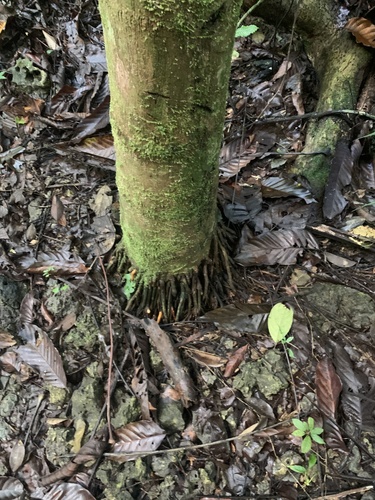 Caryota cumingii iNat (3)