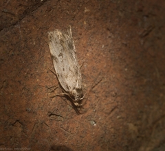 Barea nymphica