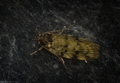 Barea subviridella