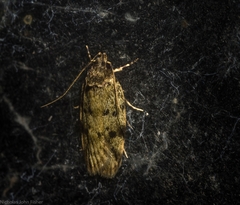 Barea subviridella