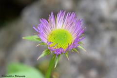Erigeron multiradiatus