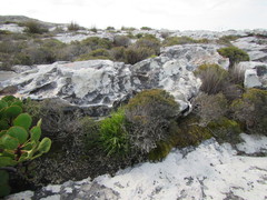 Capeobolus brevicaulis