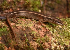 Czechuras Litter-Skink photo 1