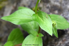 Erigeron multiradiatus