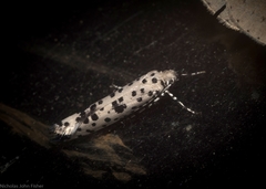 Yponomeuta pustulellus