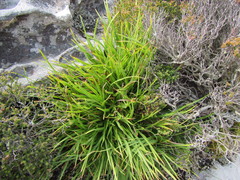 Capeobolus brevicaulis