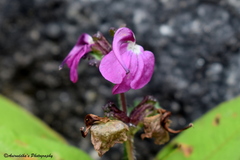 Pedicularis gracilis