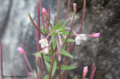 Epilobium amurense iNat (2)