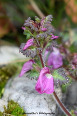 Pedicularis gracilis