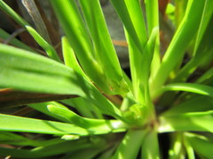 Capeobolus brevicaulis