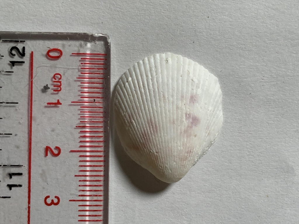 Acrosterigma simplex