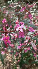 Boronia fraseri