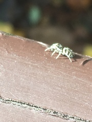 Salticus scenicus
