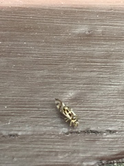 Graphopsocus cruciatus