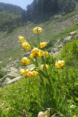 Lilium pyrenaicum