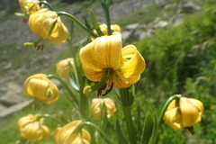 Lilium pyrenaicum