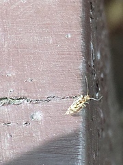 Graphopsocus cruciatus