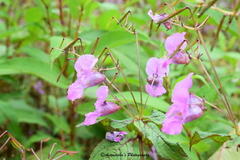 Impatiens sulcata