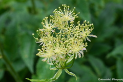 Ligusticopsis wallichiana
