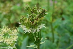 Ligusticopsis wallichiana