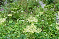 Ligusticopsis wallichiana