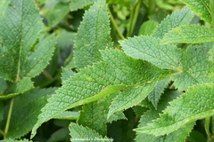 Ligusticopsis wallichiana