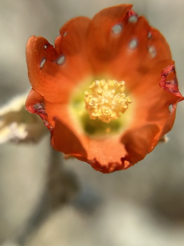 Sphaeralcea ambigua