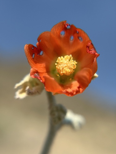 Sphaeralcea ambigua