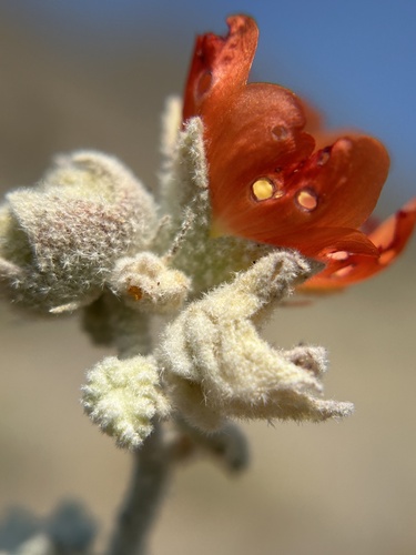 Sphaeralcea ambigua