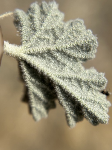 Sphaeralcea ambigua