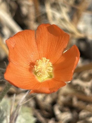 Sphaeralcea ambigua