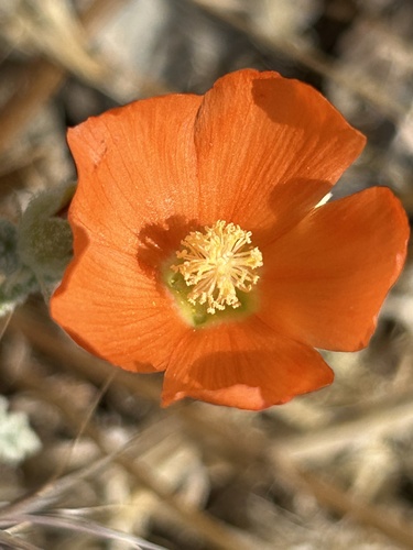Sphaeralcea ambigua