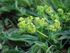 Alchemilla glabra