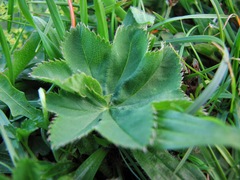 Alchemilla glabra