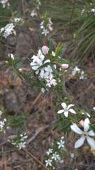 Philotheca hispidula