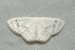 Teldenia specca