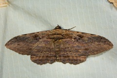 Anisoneura aluco
