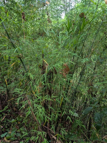 Drepanostachyum falcatum, photograph 3