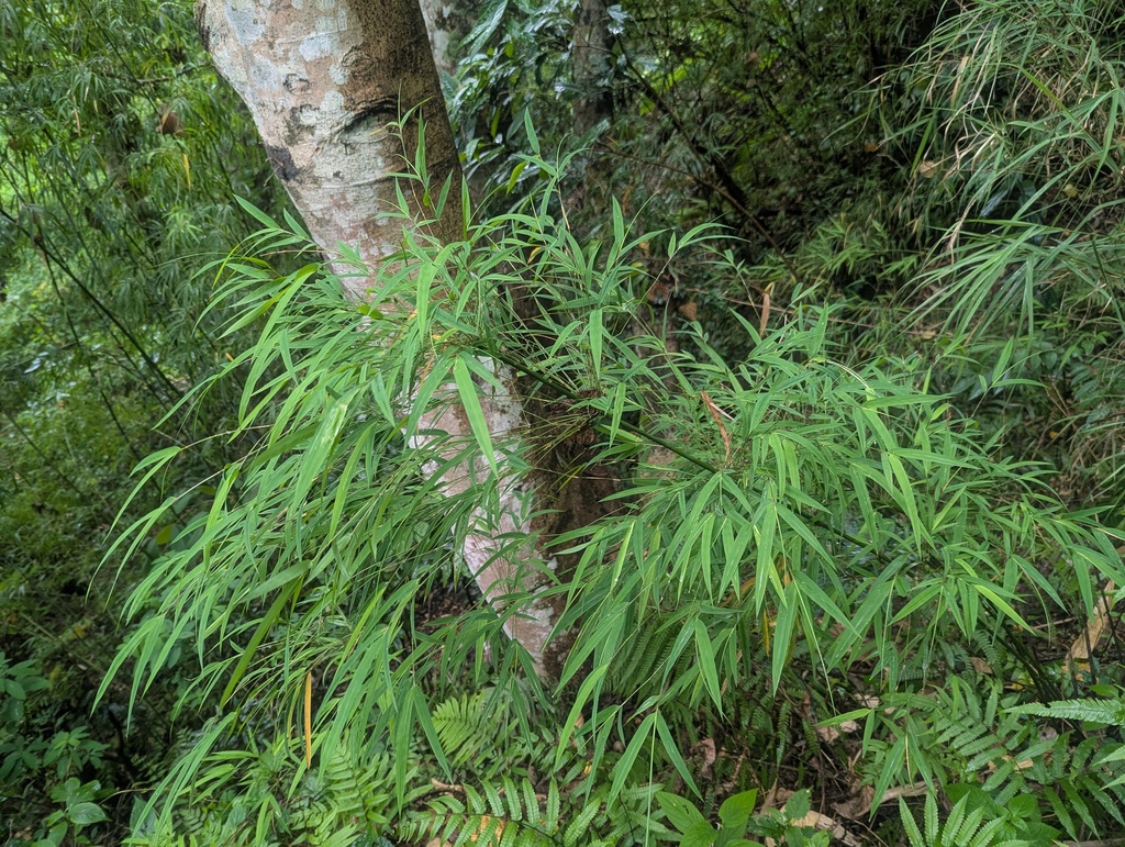 Drepanostachyum falcatum; photograph (c) Sagnik Dutta Roy, some rights reserved (CC BY)