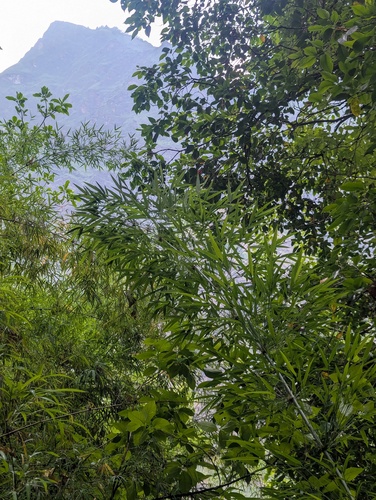 Drepanostachyum falcatum, photograph 4