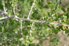 Lycium schweinfurthii