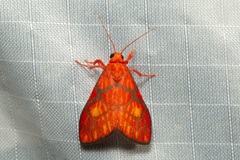 Sarbine flavodiscalis