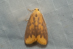Barsaurea diehli